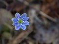 Round-Lobed Hepatica Ã¢â¬â Anemone americana